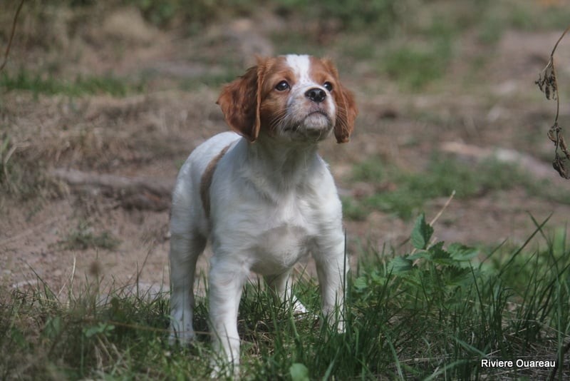 Elevage Epagneuls Bretons et Irish Water Spaniels de la Rivière Ouareau